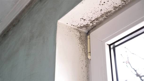 Best Asbestos and Lead Testing During Mold Inspection  in Norwalk, IA