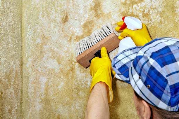 Best Dehumidification Services  in Norwalk, IA
