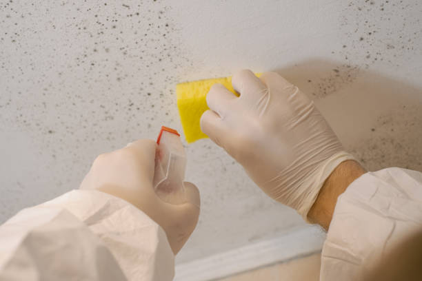 Environmental Consulting for Mold Prevention in Norwalk, IA