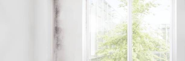 Best Mold-Related Health Consultation  in Norwalk, IA