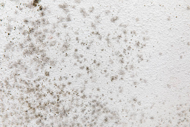 Best Environmental Consulting for Mold Prevention  in Norwalk, IA