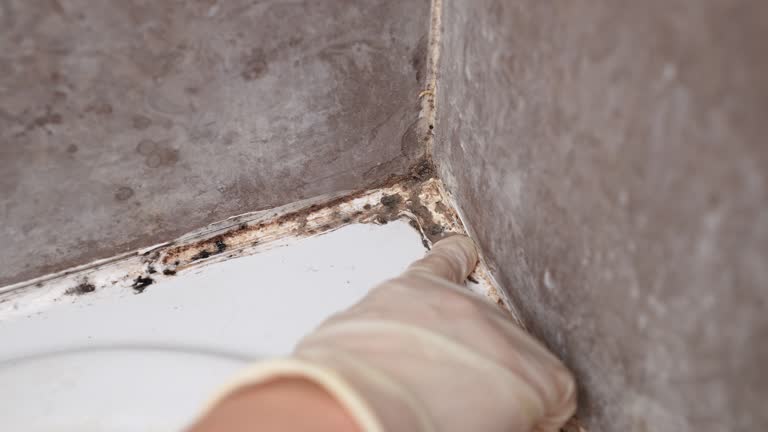 Reliable Norwalk, IA Mold Removal Solutions